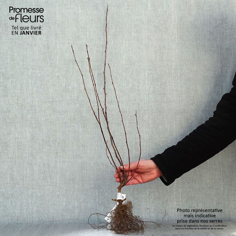 Example of Gelbe Blasenspiere Dart's Gold - Physocarpus Wurzelnackt as you get in hiver