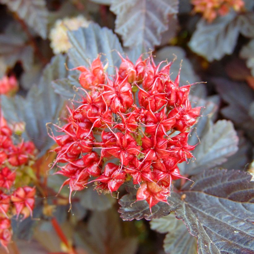Blasenspiere Lady in Red - Physocarpus (Harvest)