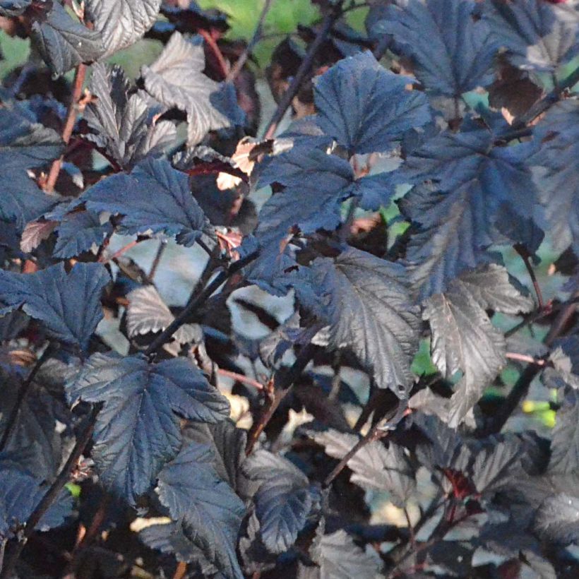 Blasenspiere All Black - Physocarpus (Foliage)