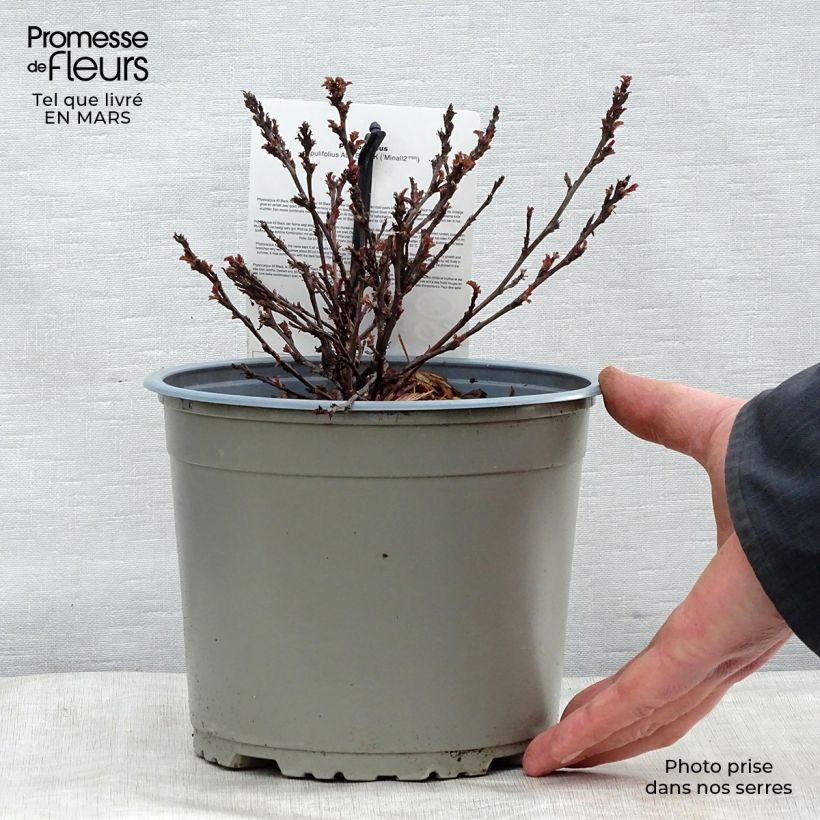 Example of Blasenspiere All Black - Physocarpus Topf mit 3L/4L as you get in printemps
