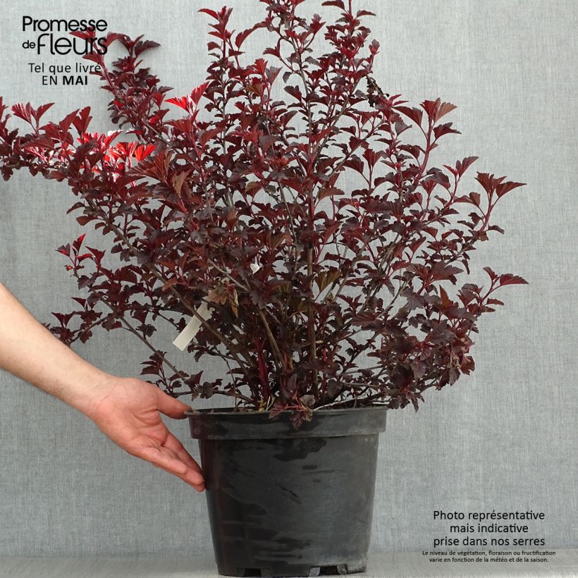 Example of Blasenspiere All Black - Physocarpus Topf mit 7,5L/10L as you get in printemps