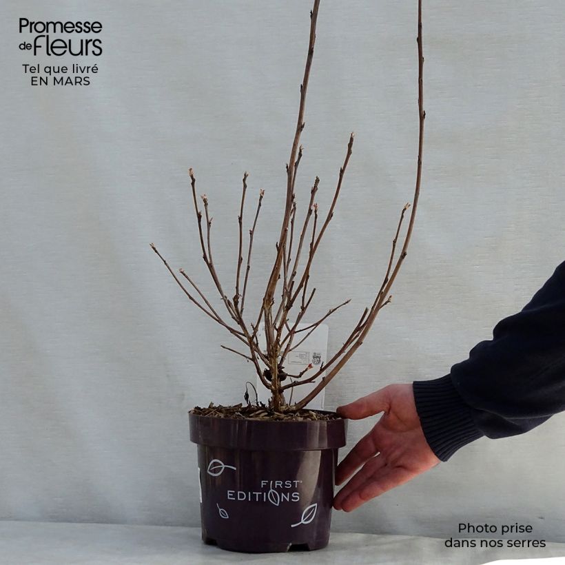 Example of Blasenspiere Amber Jubilee - Physocarpus Topf mit 3L/4L as you get in printemps