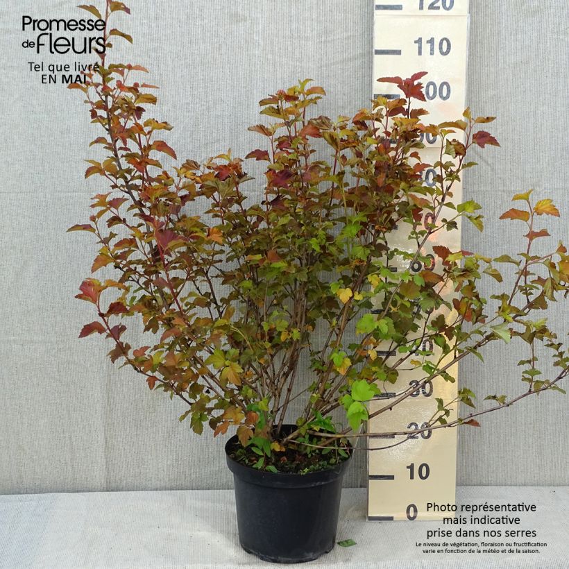 Example of Blasenspiere Amber Jubilee - Physocarpus Topf mit 7,5L/10L as you get in printemps