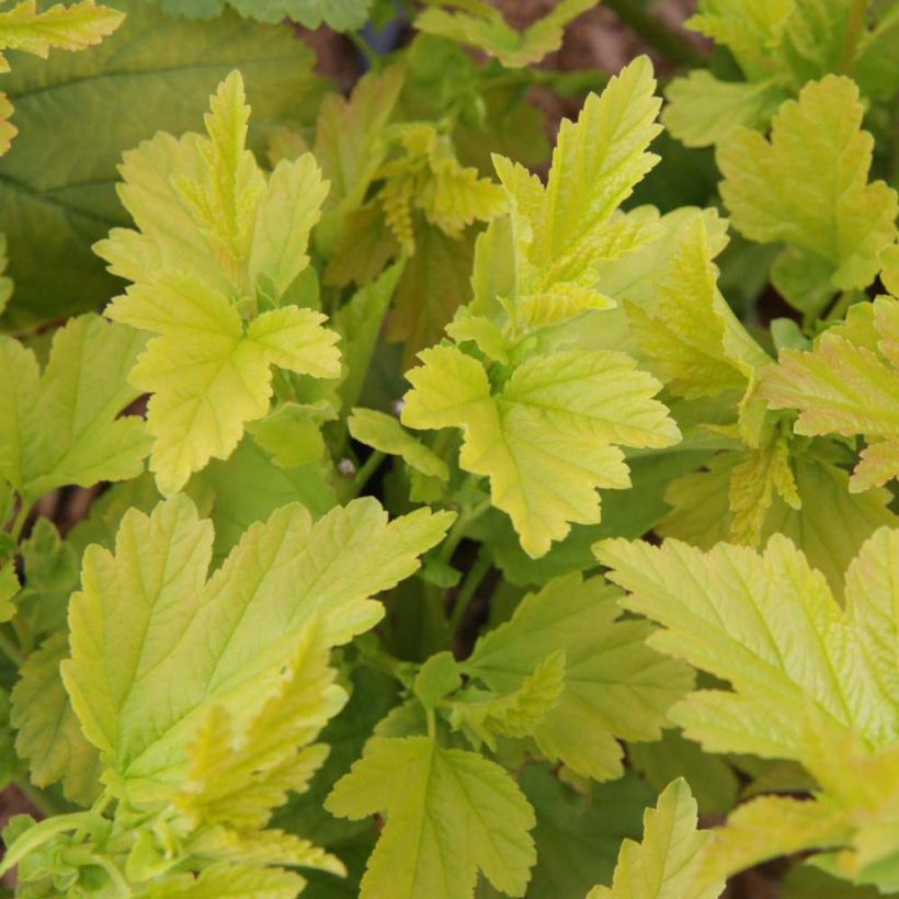 Blasenspiere Angel Gold - Physocarpus (Foliage)
