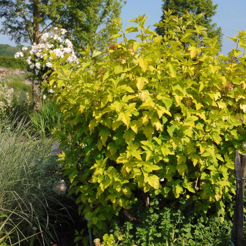 Beispiel eines Exemplars von Blasenspiere Angel Gold - Physocarpus Topf mit 3L/4L wie geliefert
