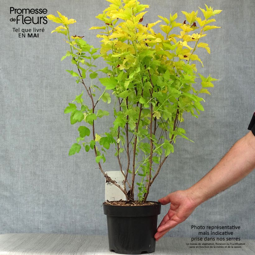 Example of Blasenspiere Angel Gold - Physocarpus Topf mit 3L/4L as you get in printemps