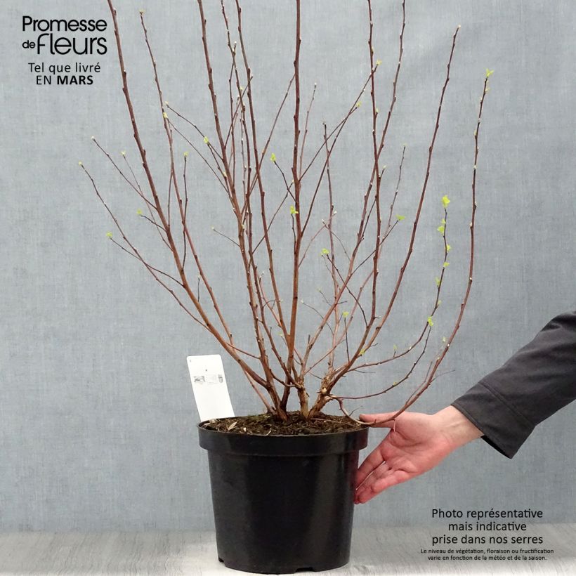 Example of Blasenspiere Angel Gold - Physocarpus Topf mit 7,5L/10L as you get in printemps