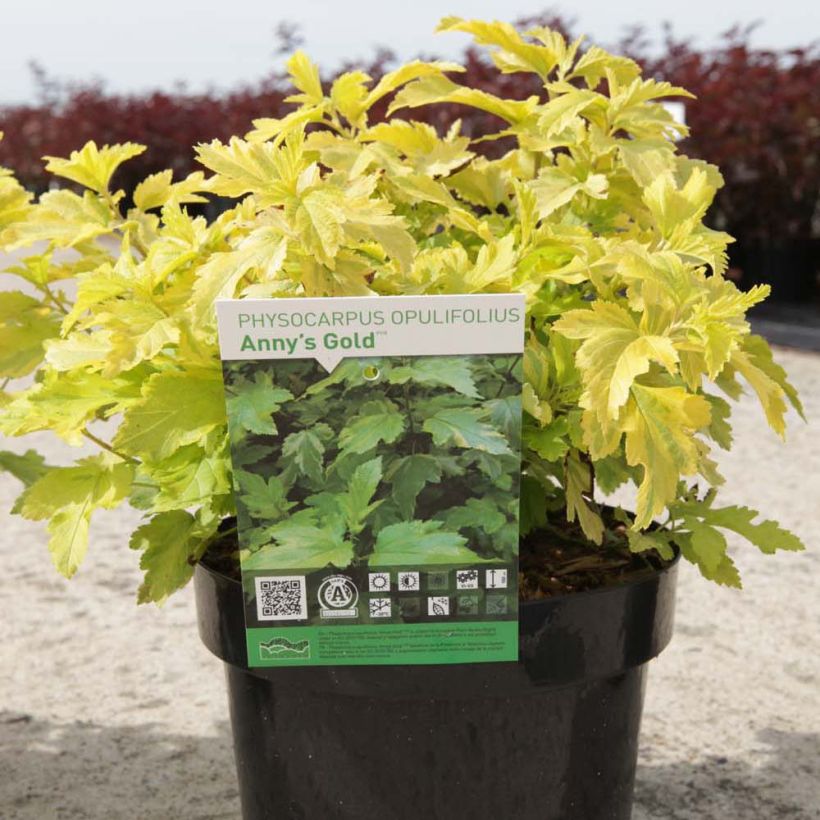 Blasenspiere Anny's Gold - Physocarpus (Wuchs)