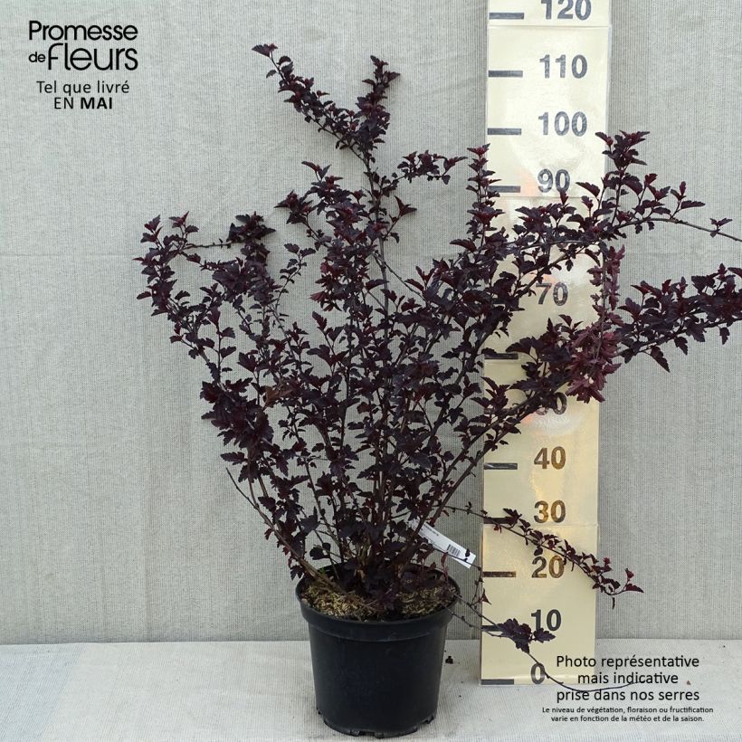 Exemplar von Blasenspiere Black light - Physocarpus Topf mit 7,5L/10L wie im Frühjahr geliefert