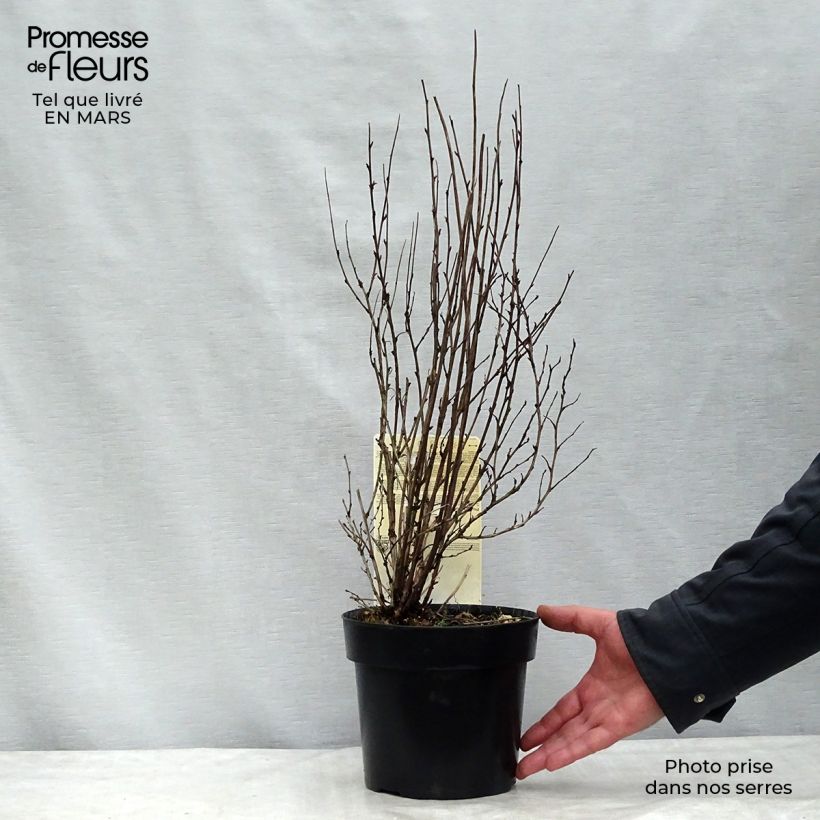 Exemplar von Blasenspiere Burgundy Candy - Physocarpus Topf mit 2L/3L wie im Winter geliefert