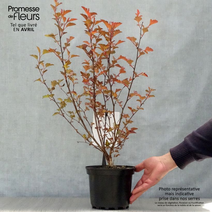 Exemplar von Blasenspiere Diable D'Or - Physocarpus Topf mit 3L/4L wie im Frühjahr geliefert