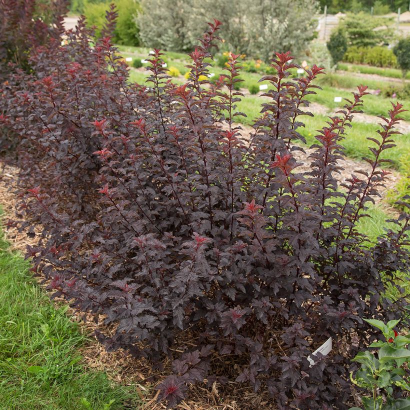 Blasenspiere Fireside 'UMN Harpell' First Editions® - Physocarpus (Wuchs)