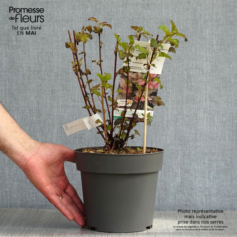 Example of Blasenspiere Lady in Red - Physocarpus Topf mit 3L/4L as you get in printemps