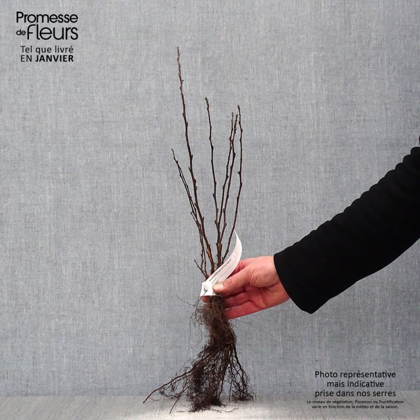 Exemplar von Blasenspiere Little Angel - Physocarpus Wurzelnackt wie im Winter geliefert