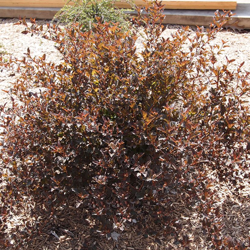 Blasenspiere Little Devil - Physocarpus (Wuchs)