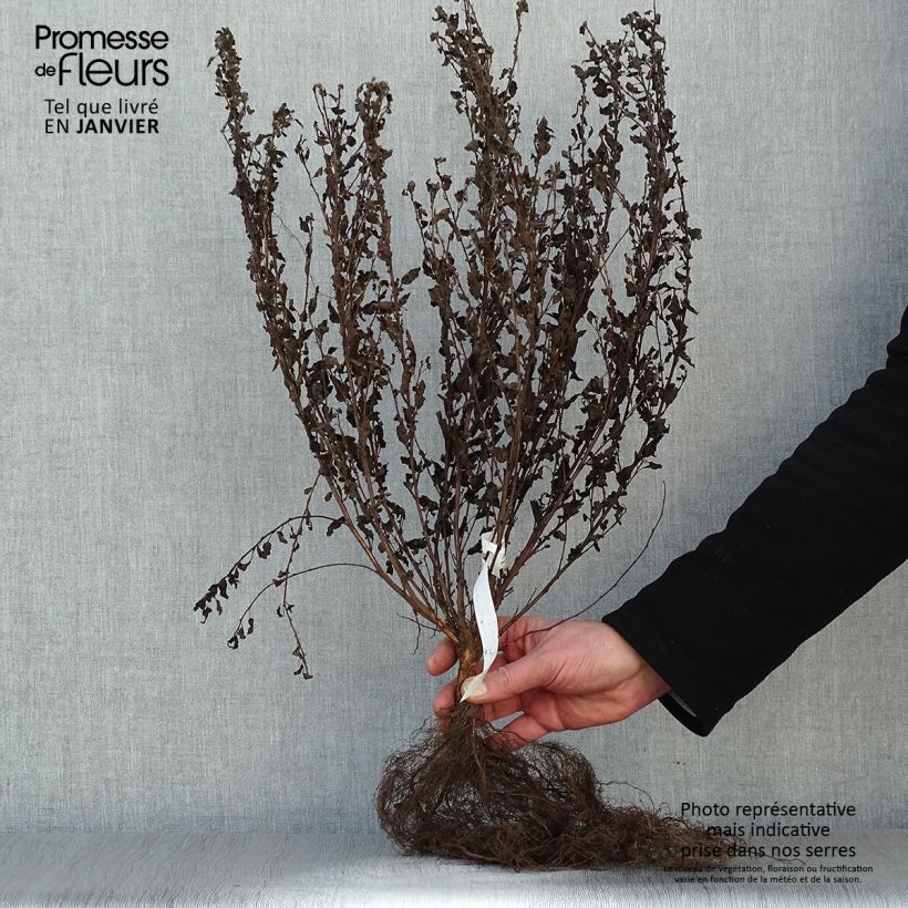 Exemplar von Blasenspiere Little Joker - Physocarpus Wurzelnackt wie im Winter geliefert