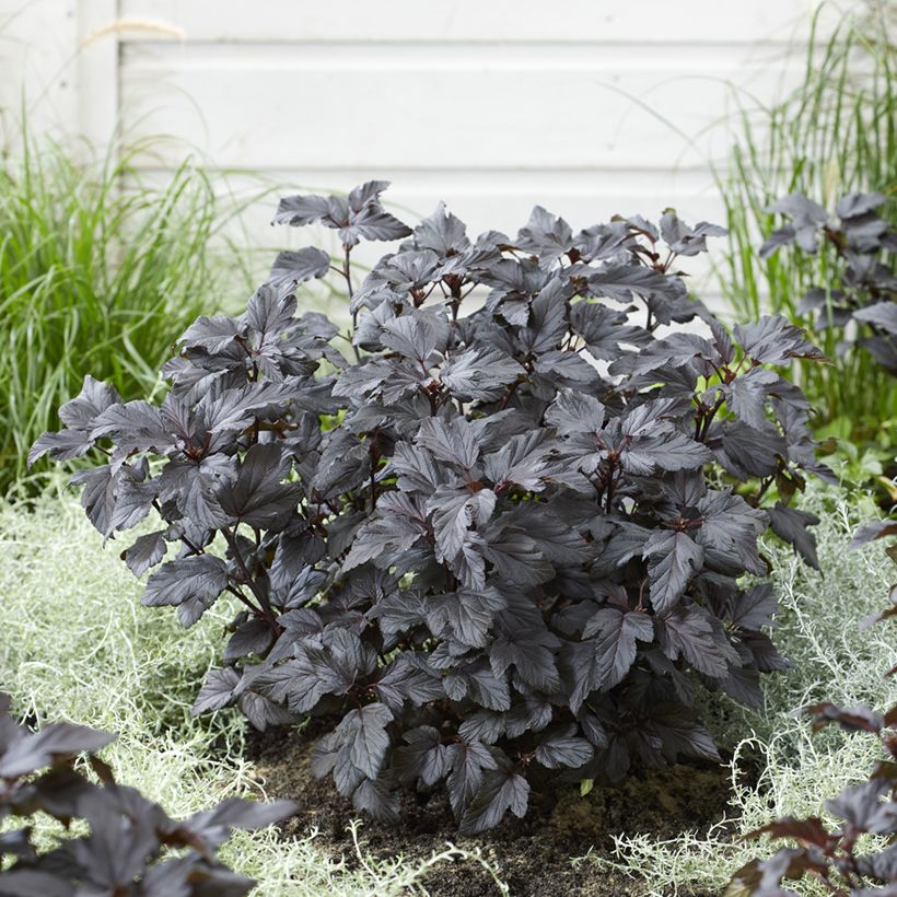 Blasenspiere Little Ninja - Physocarpus (Wuchs)