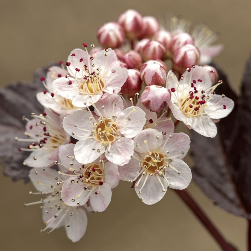 Blasenspiere Perspektiva - Physocarpus (Blüte)