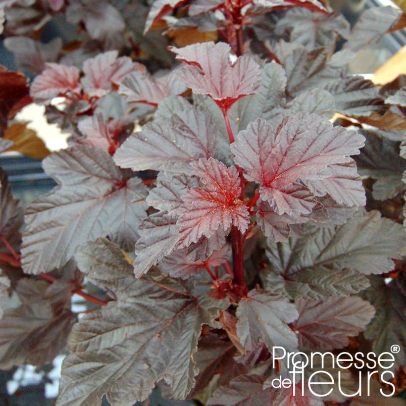 Blasenspiere Rubella - Physocarpus (Foliage)