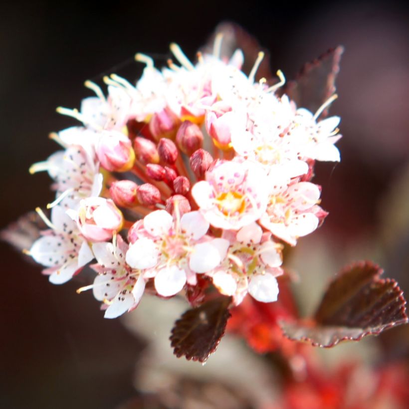 Blasenspiere Spicy Devil - Physocarpus opulifolius (Blüte)