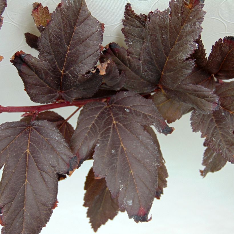 Blasenspiere Summer Wine - Physocarpus (Foliage)