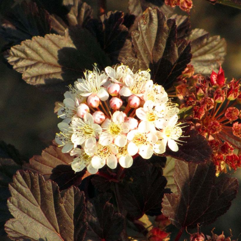 Blasenspiere Summer Wine - Physocarpus (Flowering)