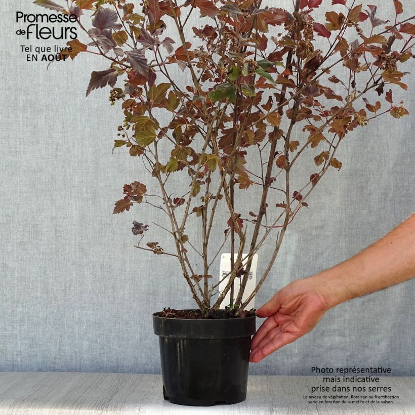 Exemplar von Blasenspiere Summer Wine - Physocarpus Topf mit 3L/4L wie im Sommer geliefert