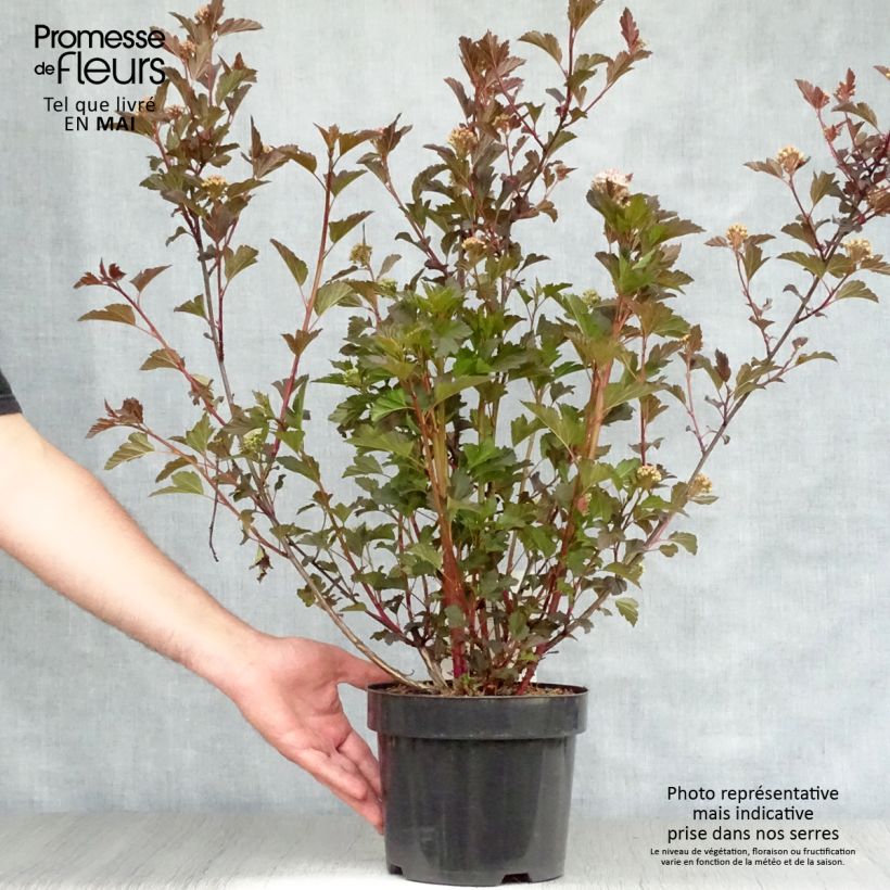 Example of Blasenspiere Summer Wine - Physocarpus Topf mit 3L/4L as you get in printemps