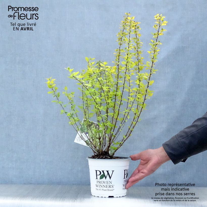 Example of Blasenspiere Tiny Wine Gold - Physocarpus Topf mit 2L/3L as you get in printemps