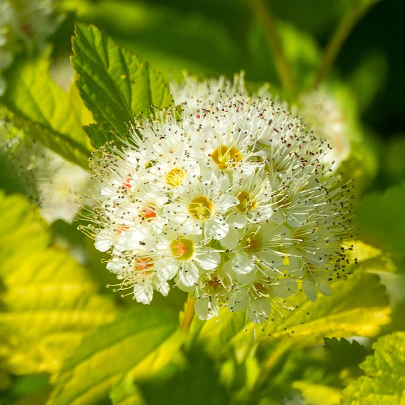 Blasenspiere Tiny Wine Gold - Physocarpus (Flowering)