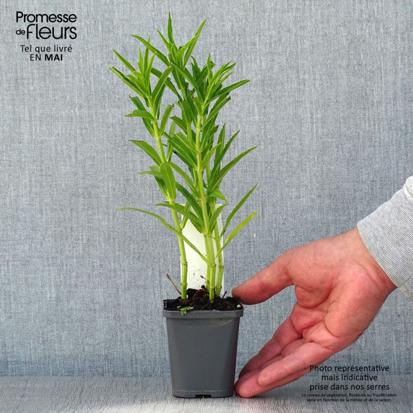 Example of Physostegia virginiana Alba - Gelenkblume Kleine Töpfe von 8/9 cm as you get in printemps