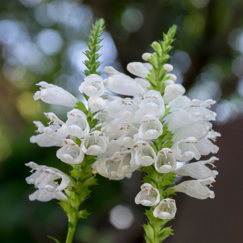 Physostegia virginiana Alba - Gelenkblume (Flowering)