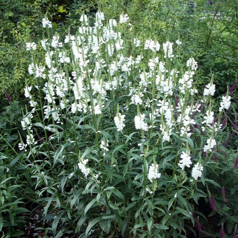 Physostegia virginiana Alba - Gelenkblume (Plant habit)