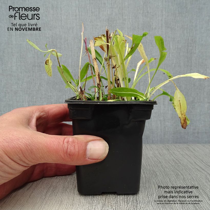 Exemplar von Physostegia virginiana Bouquet Rose - Gelenkblume Kleine Töpfe von 7/8 cm wie im Herbst geliefert