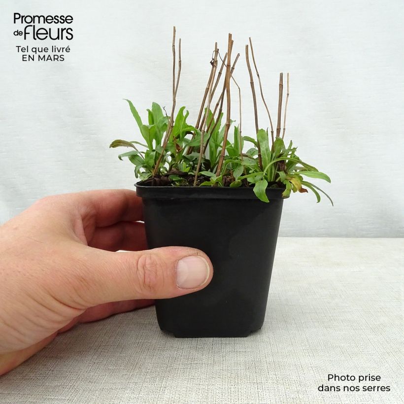 Exemplar von Physostegia virginiana Galadriel - Gelenkblume Kleine Töpfe von 8/9 cm wie im Frühjahr geliefert