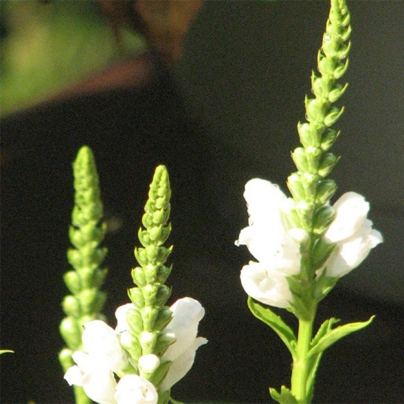 Physostegia virginiana Summer Snow - Gelenkblume (Flowering)