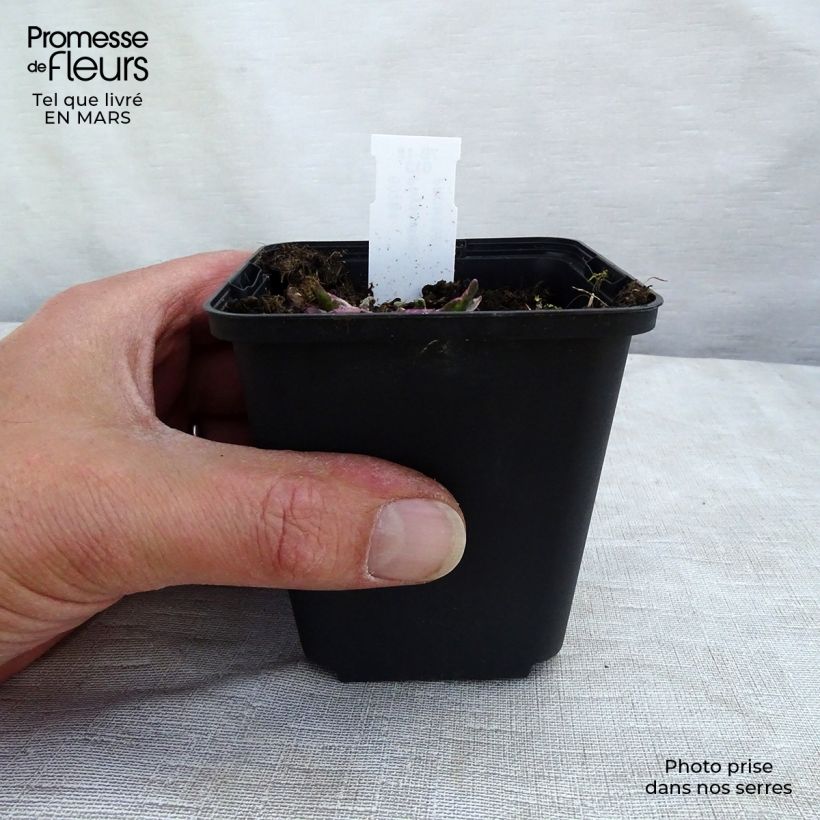 Example of Physostegia virginiana Variegata - Gelenkblume Kleine Töpfe von 8/9 cm as you get in printemps