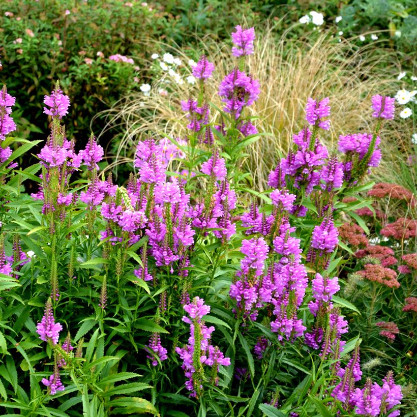 Physostegia virginiana Vivid - Gelenkblume (Plant habit)