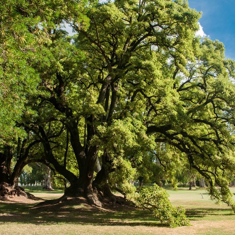 Phytolacca dioica - Zweihäusige Kermesbeere (Wuchs)