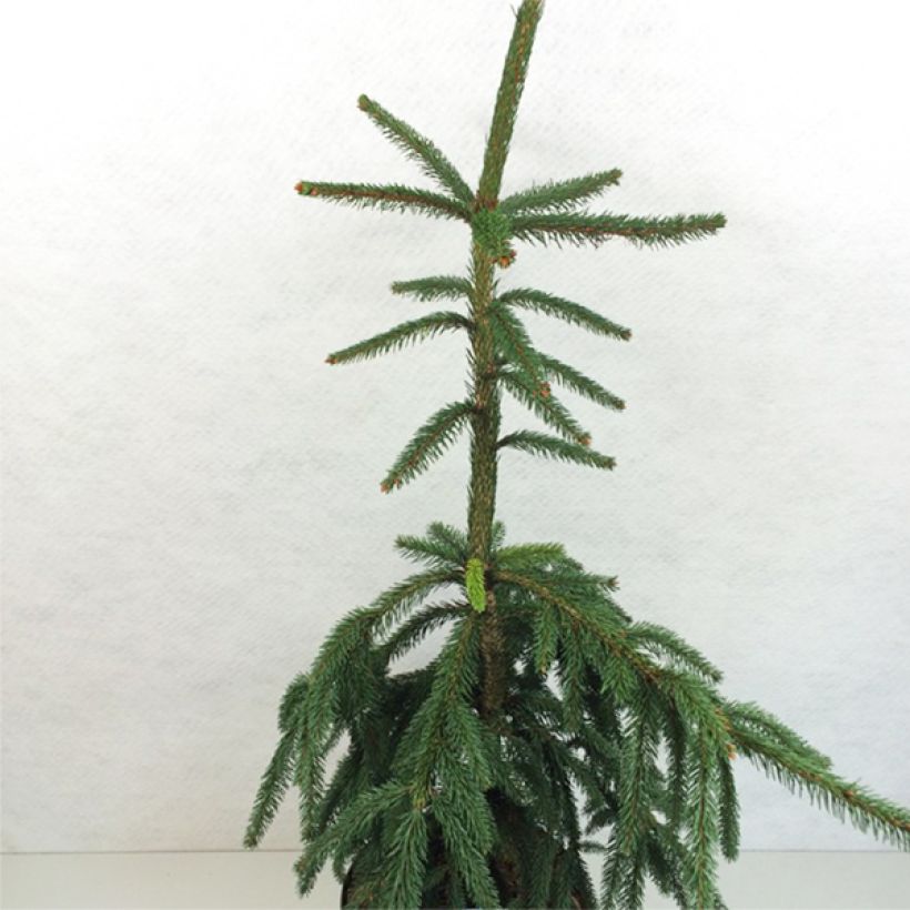Picea abies Aarburg (Wuchs)