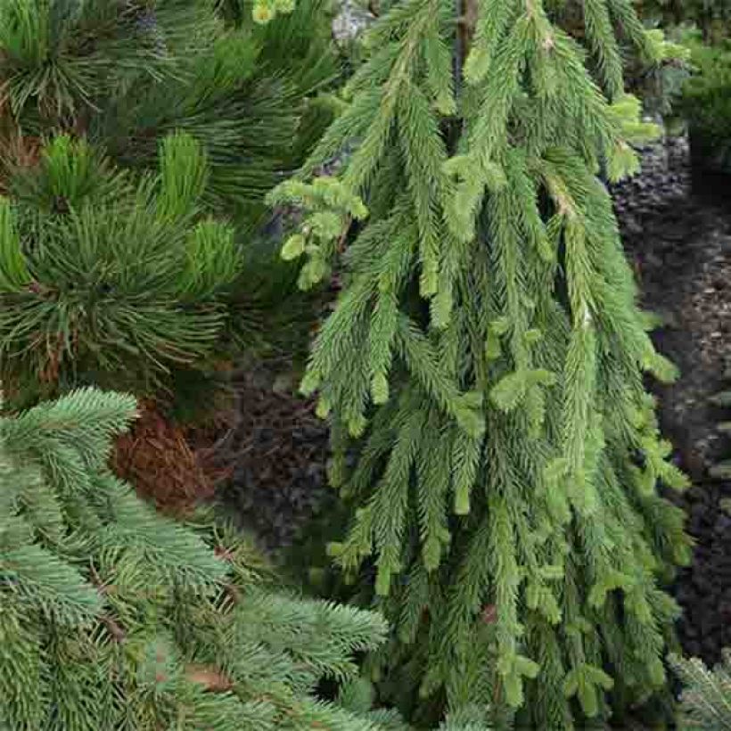 Picea abies Frohburg (Wuchs)