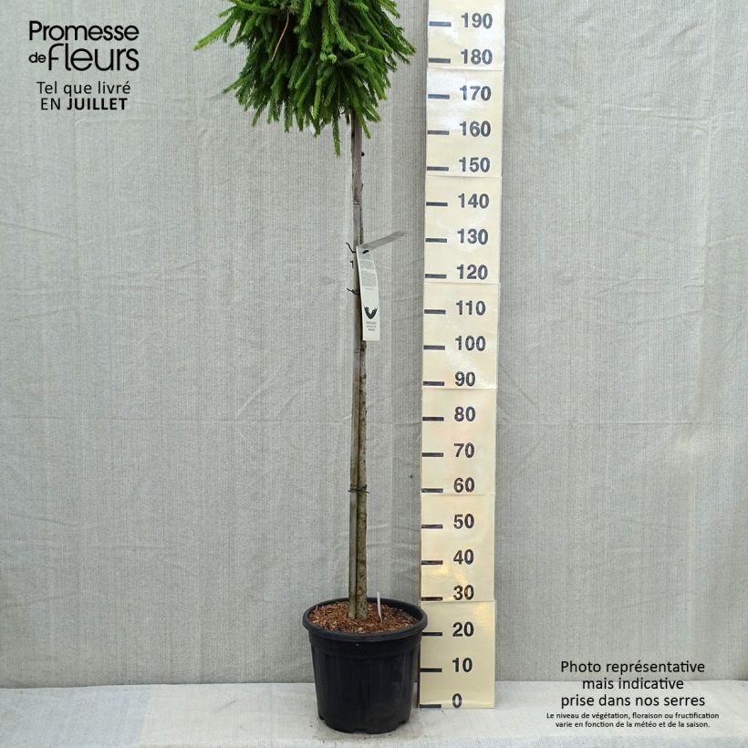 Exemplar von Picea abies Frohburg Topf mit 20L/25L, Hochstamm wie im Sommer geliefert