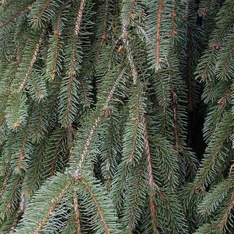 Picea abies Inversa (Foliage)