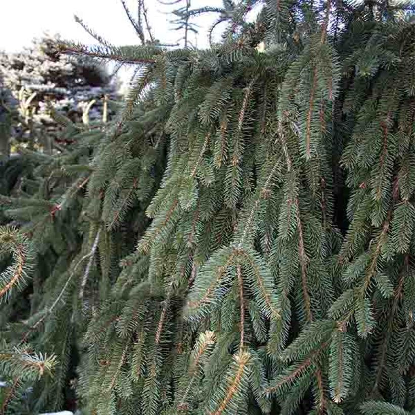 Picea abies Inversa (Plant habit)