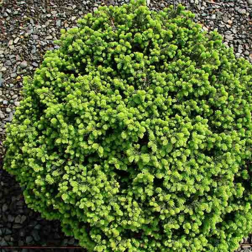 Picea abies Little Gem (Wuchs)