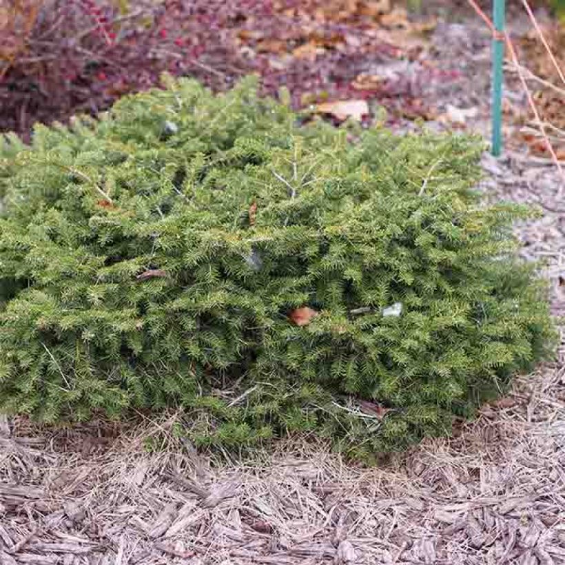 Picea abies Nidiformis (Wuchs)