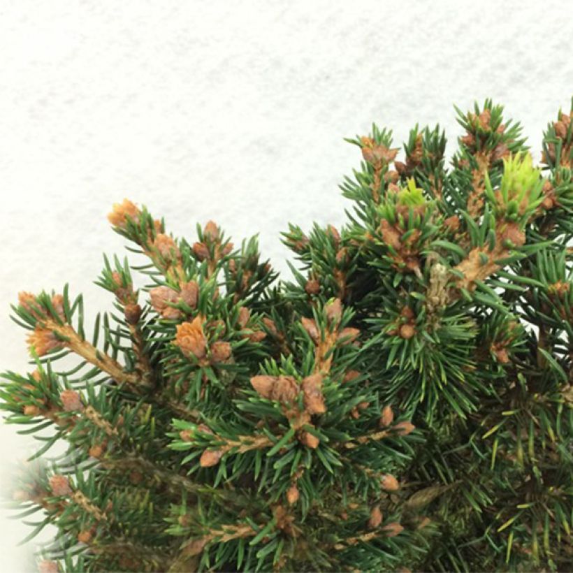 Picea abies Petra (Wuchs)