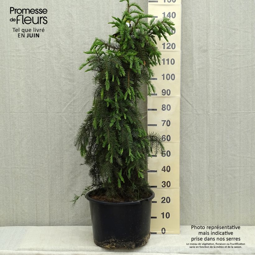 Example of Picea breweriana Topf mit 3L/4L as you get in printemps