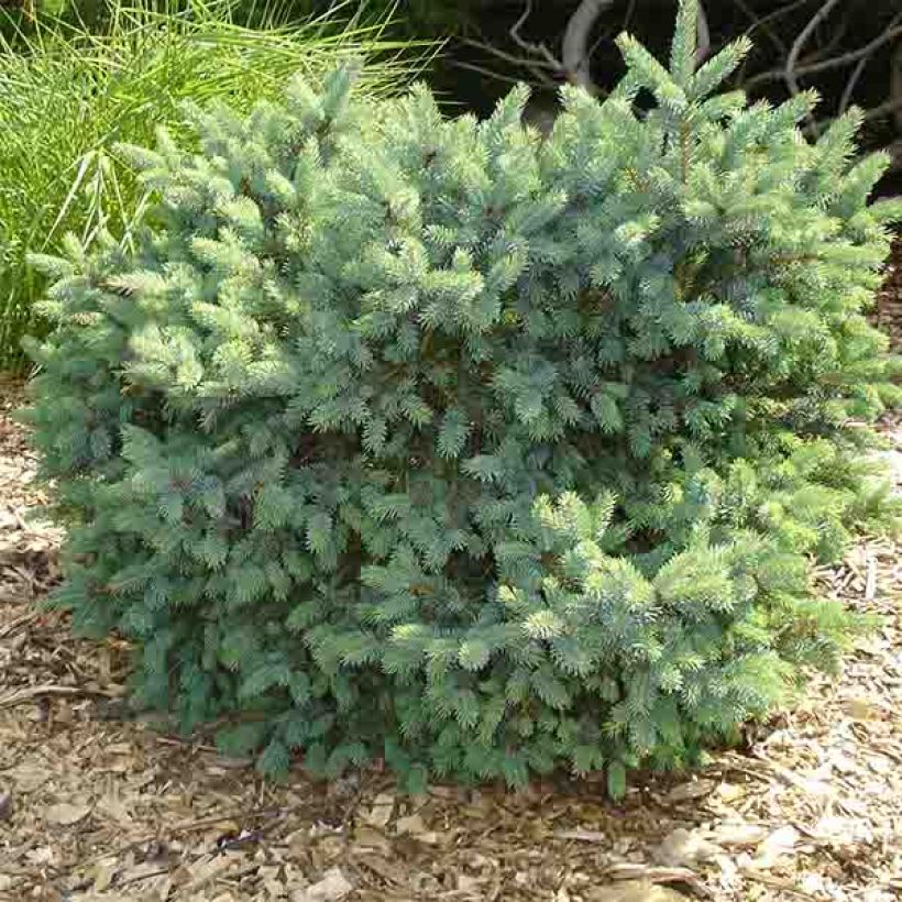 Picea glauca Cecilia (Wuchs)