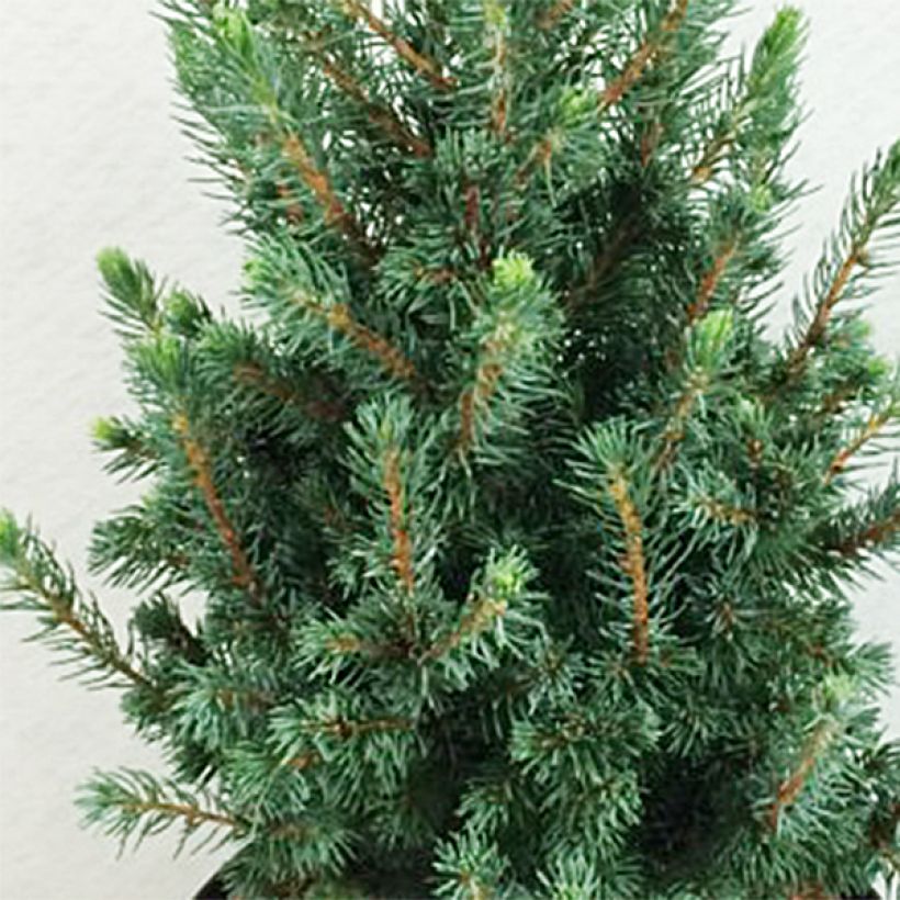 Picea glauca Conica Blue (Foliage)